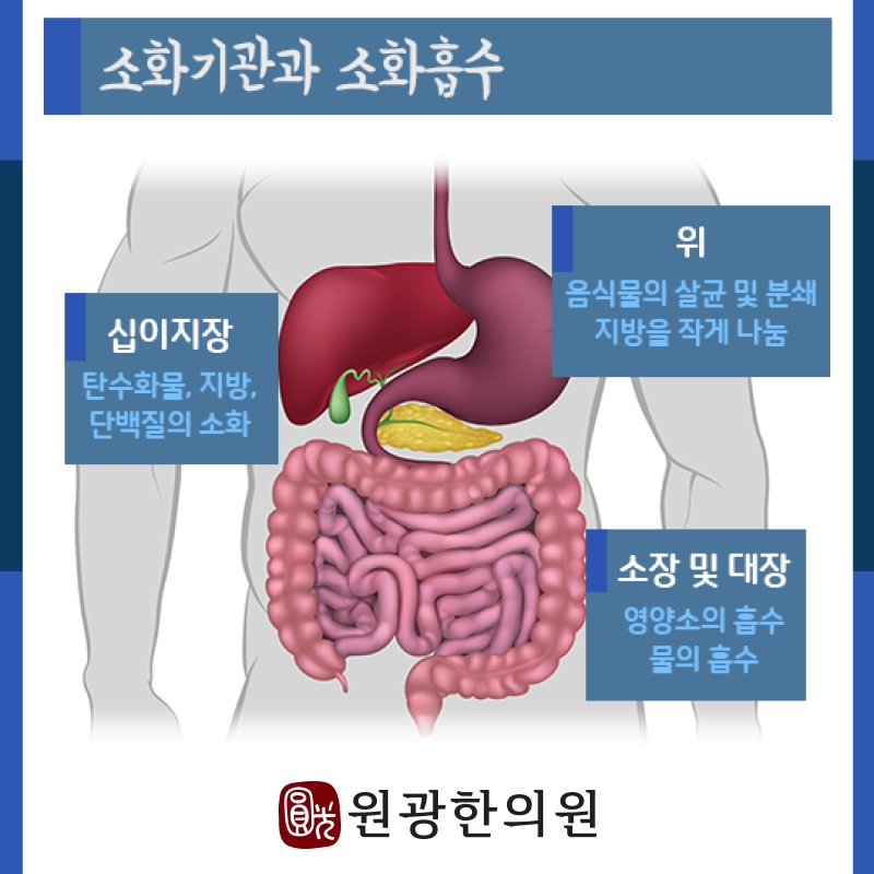 과민성대장증후군에서 나타나는 장의 민감한 반응 이해하기
